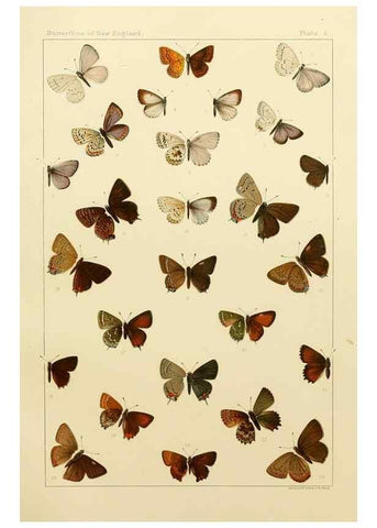 Reproducción/Reproduction 8252286901: The butterflies of the eastern United States and Canada :. Cambridge :The author,1889.