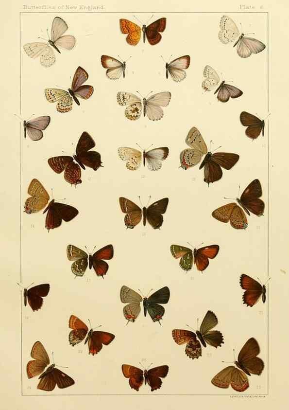 Reproducción/Reproduction 8252286901: The butterflies of the eastern United States and Canada :. Cambridge :The author,1889.