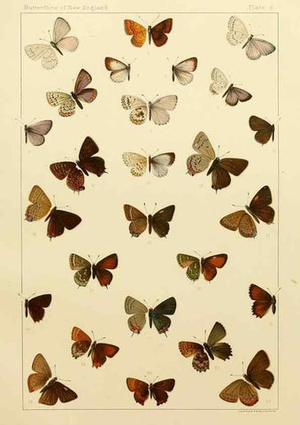Reproducción/Reproduction 8252286901: The butterflies of the eastern United States and Canada :. Cambridge :The author,1889.