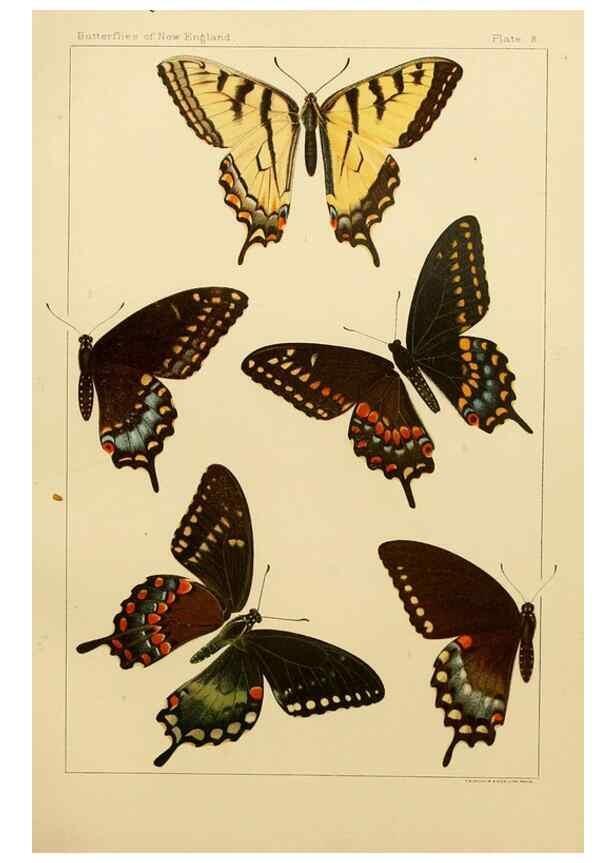 Reproducción/Reproduction 8252287835: The butterflies of the eastern United States and Canada :. Cambridge :The author,1889.