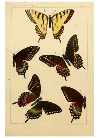 Reproducción/Reproduction 8252287835: The butterflies of the eastern United States and Canada :. Cambridge :The author,1889.