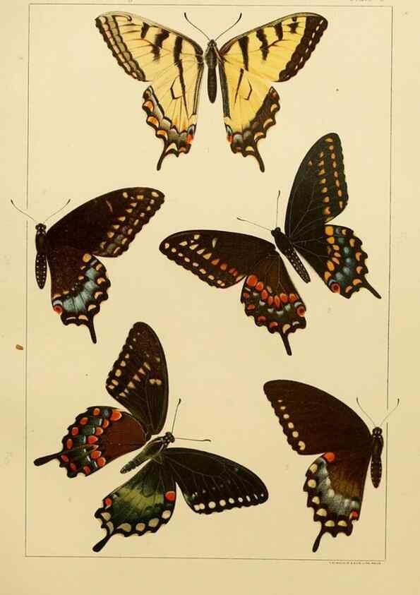 Reproducción/Reproduction 8252287835: The butterflies of the eastern United States and Canada :. Cambridge :The author,1889.