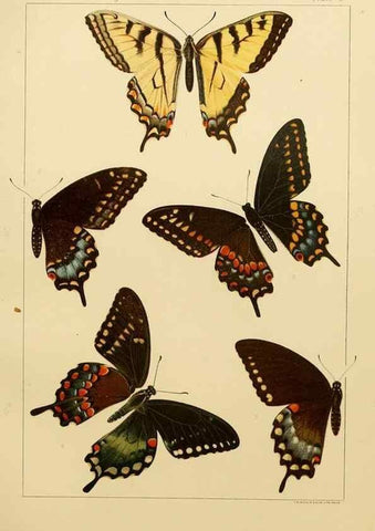 Reproducción/Reproduction 8252287835: The butterflies of the eastern United States and Canada :. Cambridge :The author,1889.