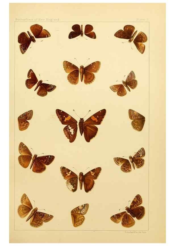 Reproducción/Reproduction 8252288235: The butterflies of the eastern United States and Canada :. Cambridge :The author,1889.