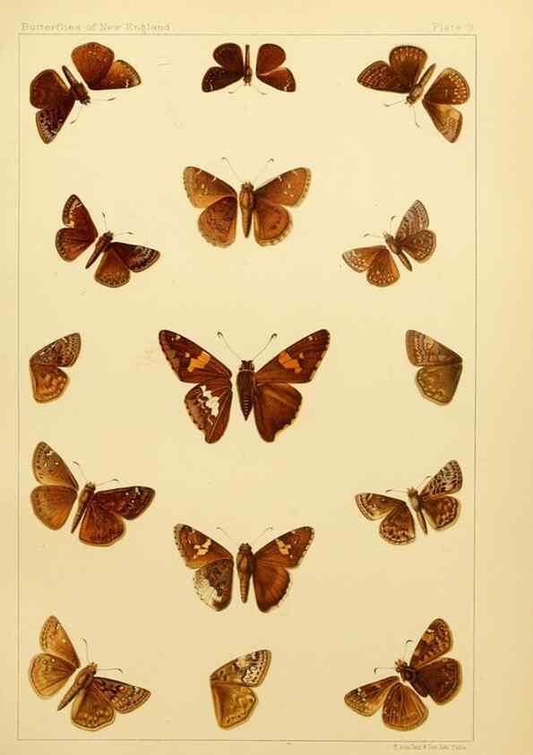 Reproducción/Reproduction 8252288235: The butterflies of the eastern United States and Canada :. Cambridge :The author,1889.