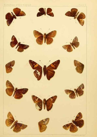 Reproducción/Reproduction 8252288235: The butterflies of the eastern United States and Canada :. Cambridge :The author,1889.