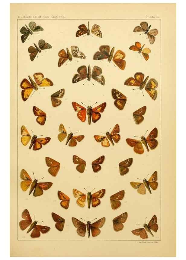 Reproducción/Reproduction 8252288671: The butterflies of the eastern United States and Canada :. Cambridge :The author,1889.