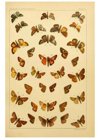 Reproducción/Reproduction 8252288671: The butterflies of the eastern United States and Canada :. Cambridge :The author,1889.