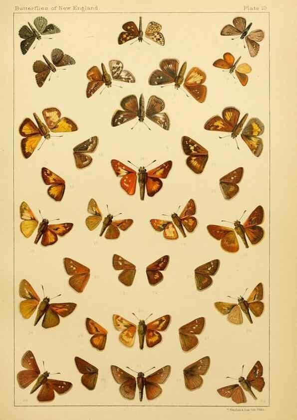 Reproducción/Reproduction 8252288671: The butterflies of the eastern United States and Canada :. Cambridge :The author,1889.
