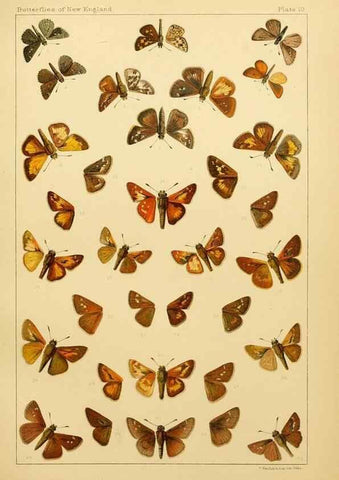 Reproducción/Reproduction 8252288671: The butterflies of the eastern United States and Canada :. Cambridge :The author,1889.