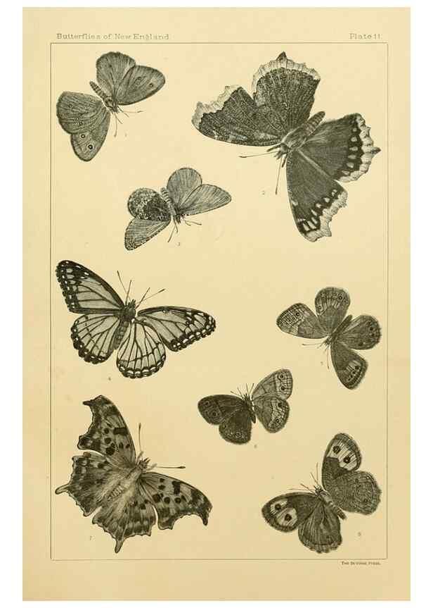 Reproducción/Reproduction 8253359912: The butterflies of the eastern United States and Canada :. Cambridge :The author,1889.