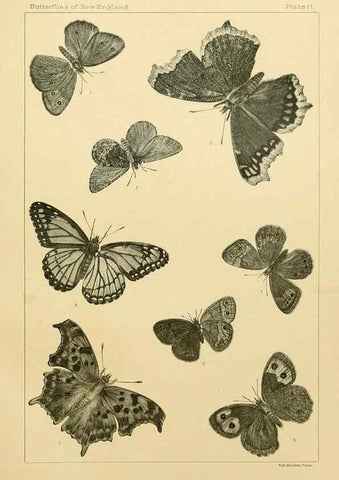 Reproducción/Reproduction 8253359912: The butterflies of the eastern United States and Canada :. Cambridge :The author,1889.