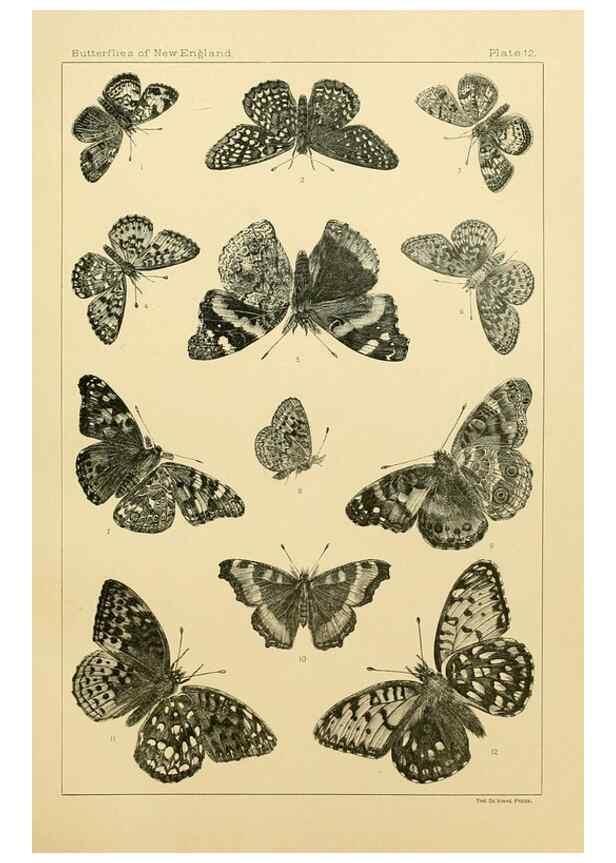 Reproducción/Reproduction 8253360372: The butterflies of the eastern United States and Canada :. Cambridge :The author,1889.