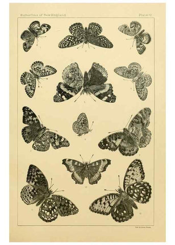 Reproducción/Reproduction 8253360372: The butterflies of the eastern United States and Canada :. Cambridge :The author,1889.