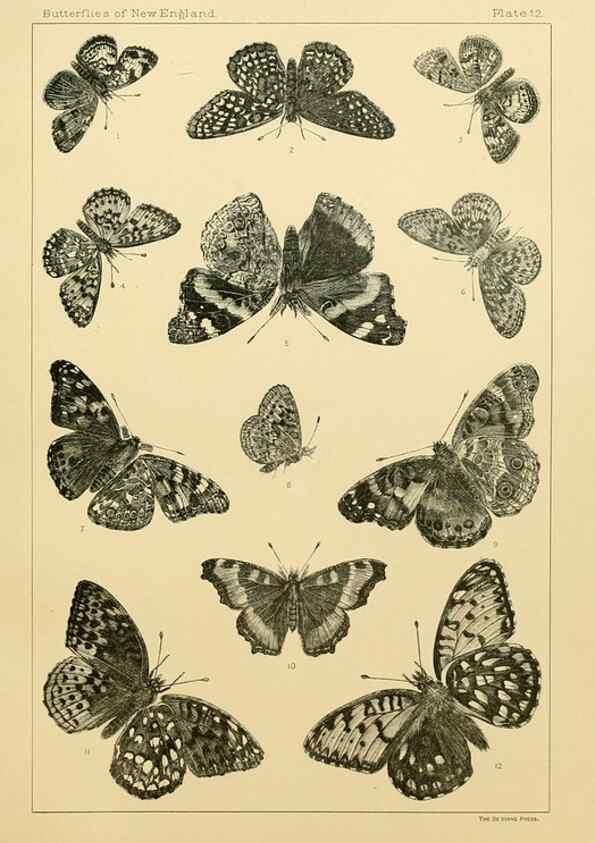 Reproducción/Reproduction 8253360372: The butterflies of the eastern United States and Canada :. Cambridge :The author,1889.