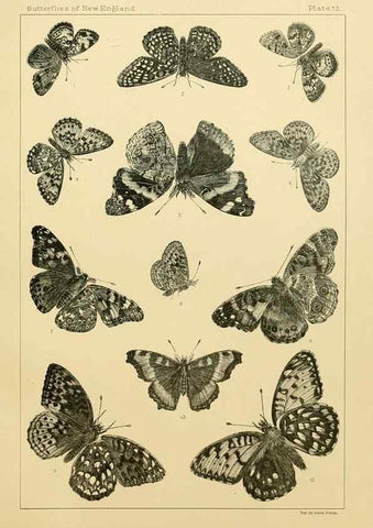 Reproducción/Reproduction 8253360372: The butterflies of the eastern United States and Canada :. Cambridge :The author,1889.