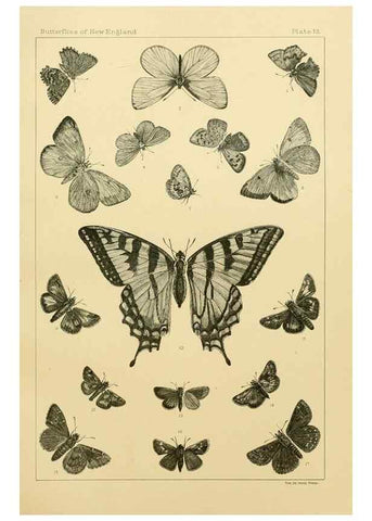 Reproducción/Reproduction 8253361254: The butterflies of the eastern United States and Canada :. Cambridge :The author,1889.