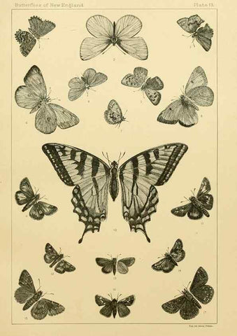Reproducción/Reproduction 8253361254: The butterflies of the eastern United States and Canada :. Cambridge :The author,1889.