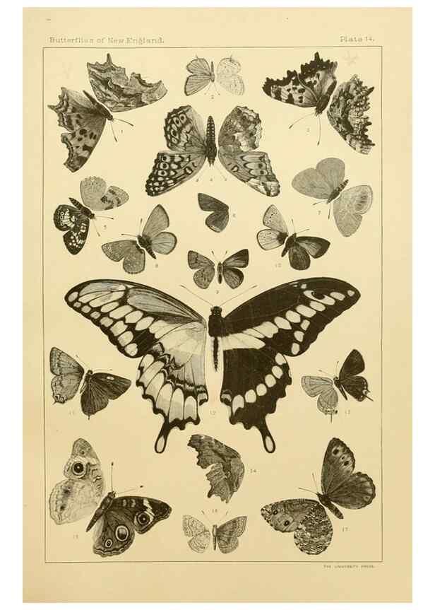 Reproducción/Reproduction 8252291059: The butterflies of the eastern United States and Canada :. Cambridge :The author,1889.