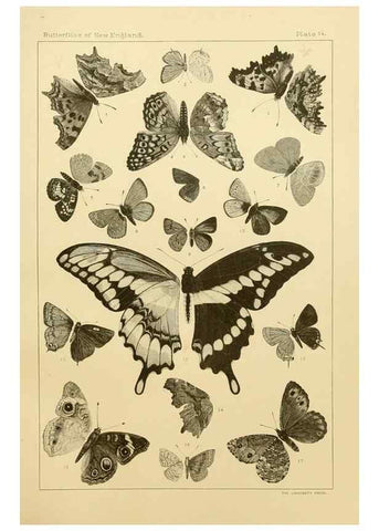 Reproducción/Reproduction 8252291059: The butterflies of the eastern United States and Canada :. Cambridge :The author,1889.