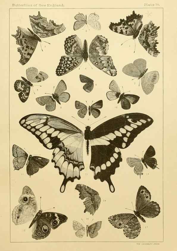 Reproducción/Reproduction 8252291059: The butterflies of the eastern United States and Canada :. Cambridge :The author,1889.