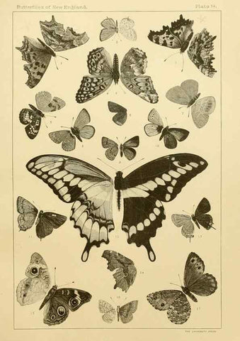 Reproducción/Reproduction 8252291059: The butterflies of the eastern United States and Canada :. Cambridge :The author,1889.