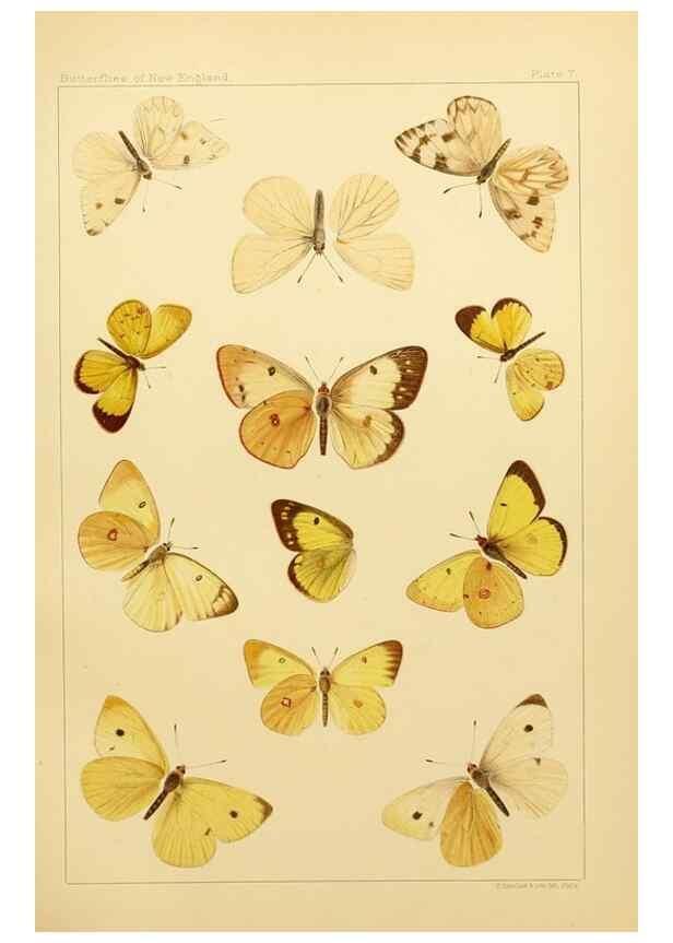 Reproducción/Reproduction 8253358218: The butterflies of the eastern United States and Canada :. Cambridge :The author,1889.