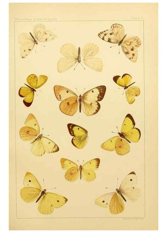 Reproducción/Reproduction 8253358218: The butterflies of the eastern United States and Canada :. Cambridge :The author,1889.