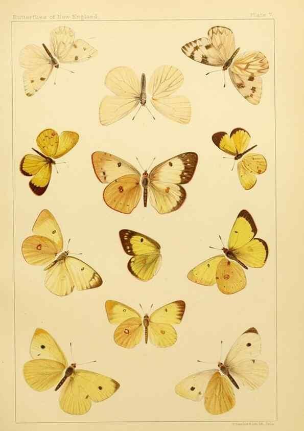 Reproducción/Reproduction 8253358218: The butterflies of the eastern United States and Canada :. Cambridge :The author,1889.