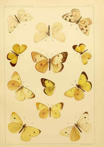 Reproducción/Reproduction 8253358218: The butterflies of the eastern United States and Canada :. Cambridge :The author,1889.