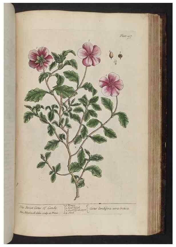 Reproducción/Reproduction 8251744505: A curious herbal. London : Printed for Samuel Harding, 1737-1739.