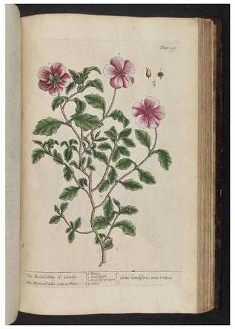 Reproducción/Reproduction 8251744505: A curious herbal. London : Printed for Samuel Harding, 1737-1739.