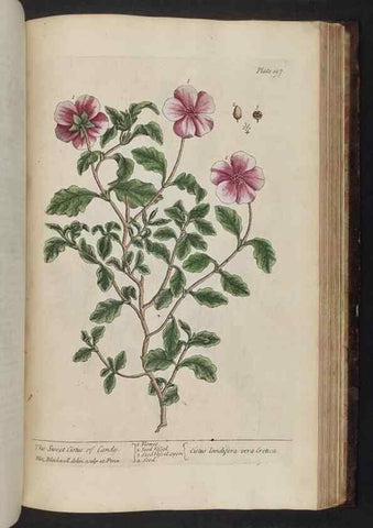 Reproducción/Reproduction 8251744505: A curious herbal. London : Printed for Samuel Harding, 1737-1739.