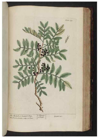 Reproducción/Reproduction 8251743979: A curious herbal. London : Printed for Samuel Harding, 1737-1739.