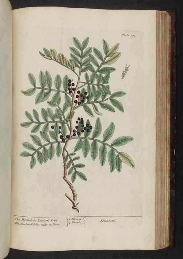 Reproducción/Reproduction 8251743979: A curious herbal. London : Printed for Samuel Harding, 1737-1739.