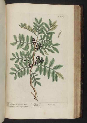 Reproducción/Reproduction 8251743979: A curious herbal. London : Printed for Samuel Harding, 1737-1739.