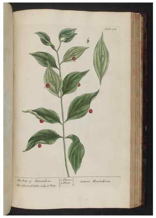 Reproducción/Reproduction 8252814180: A curious herbal. London : Printed for Samuel Harding, 1737-1739.