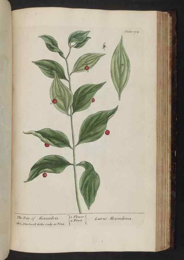 Reproducción/Reproduction 8252814180: A curious herbal. London : Printed for Samuel Harding, 1737-1739.