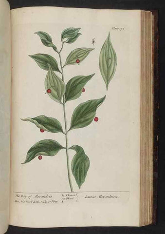 Reproducción/Reproduction 8252814180: A curious herbal. London : Printed for Samuel Harding, 1737-1739.