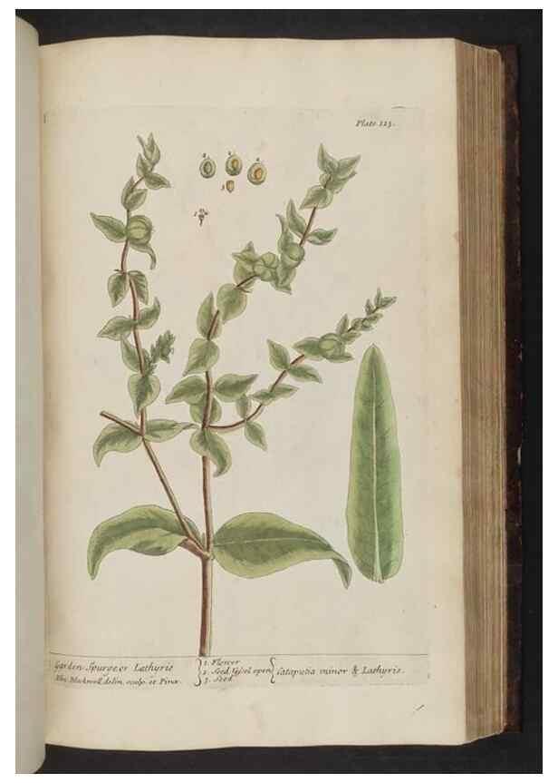 Reproducción/Reproduction 8252798858: A curious herbal. London : Printed for Samuel Harding, 1737-1739.