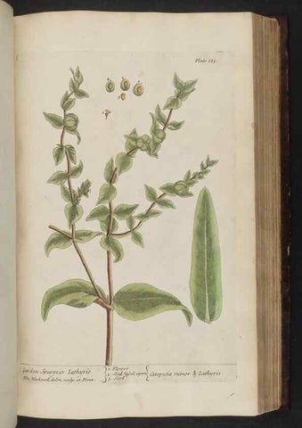 Reproducción/Reproduction 8252798858: A curious herbal. London : Printed for Samuel Harding, 1737-1739.