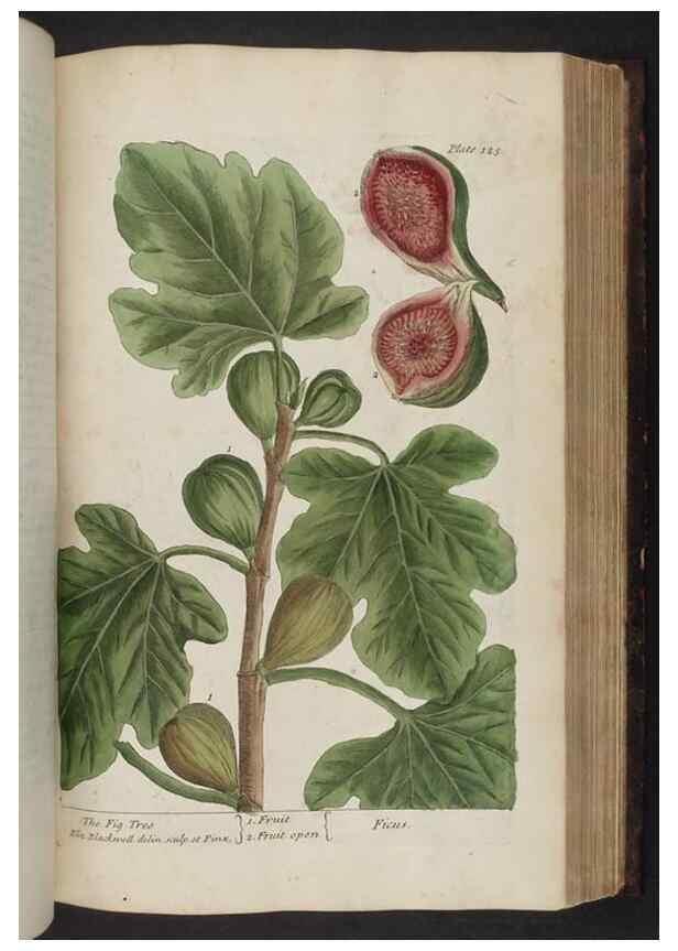 Reproducción/Reproduction 8252799276: A curious herbal. London : Printed for Samuel Harding, 1737-1739.