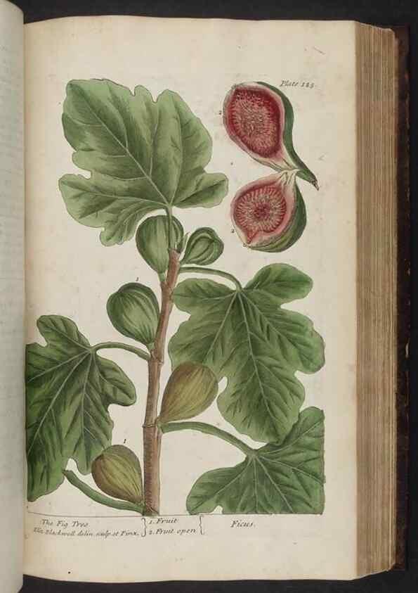 Reproducción/Reproduction 8252799276: A curious herbal. London : Printed for Samuel Harding, 1737-1739.