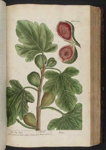 Reproducción/Reproduction 8252799276: A curious herbal. London : Printed for Samuel Harding, 1737-1739.