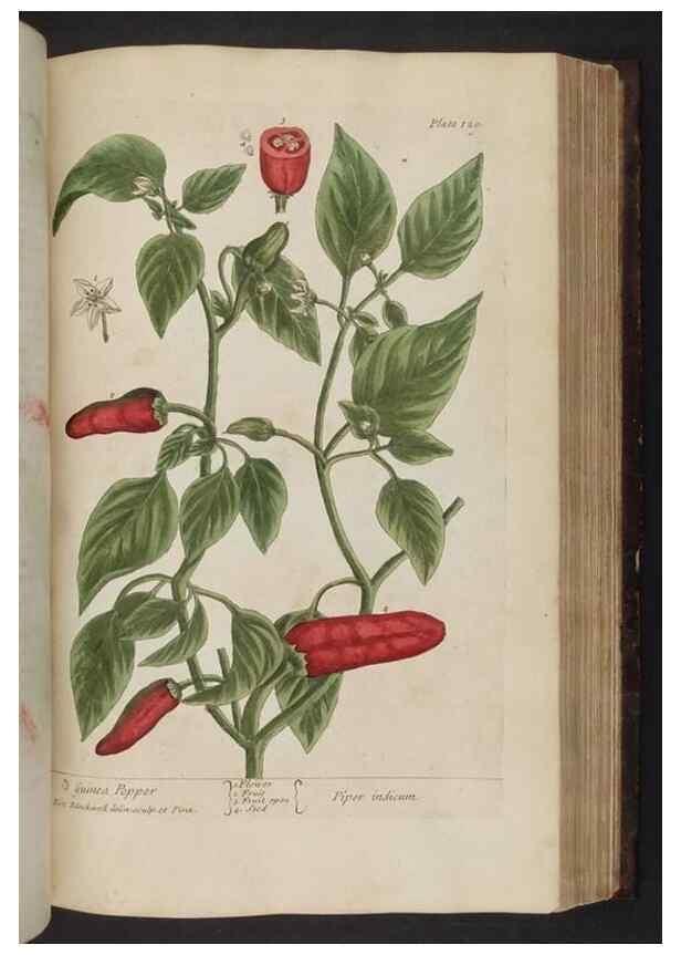 Reproducción/Reproduction 8251729421: A curious herbal. London : Printed for Samuel Harding, 1737-1739.