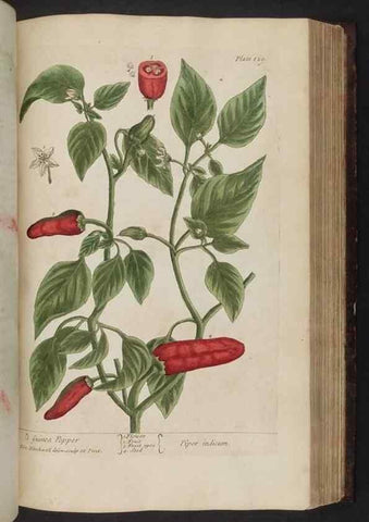 Reproducción/Reproduction 8251729421: A curious herbal. London : Printed for Samuel Harding, 1737-1739.