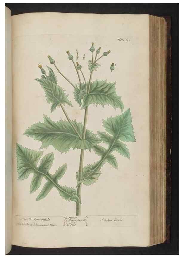 Reproducción/Reproduction 8252800374: A curious herbal. London : Printed for Samuel Harding, 1737-1739.