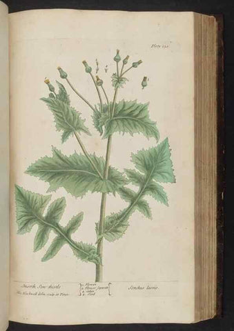 Reproducción/Reproduction 8252800374: A curious herbal. London : Printed for Samuel Harding, 1737-1739.