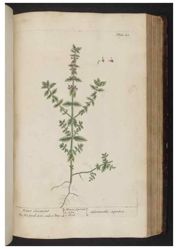 Reproducción/Reproduction 8252800700: A curious herbal. London : Printed for Samuel Harding, 1737-1739.