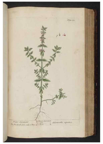 Reproducción/Reproduction 8252800700: A curious herbal. London : Printed for Samuel Harding, 1737-1739.